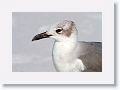 Laughing Gull