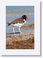 American Oystercatcher on North Beach