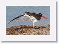American Oystercatcher on North Beach