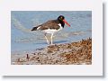 American Oystercatcher on North Beach