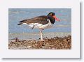 American Oystercatcher on North Beach