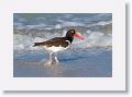 American Oystercatcher on North Beach