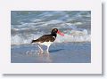 American Oystercatcher on North Beach
