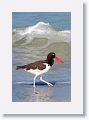 American Oystercatcher on North Beach