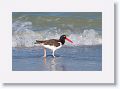 American Oystercatcher on North Beach