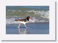 American Oystercatcher on North Beach