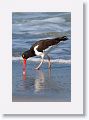 American Oystercatcher on North Beach