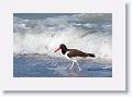 American Oystercatcher on North Beach