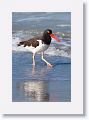 American Oystercatcher on North Beach