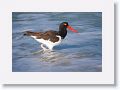 American Oystercatcher on North Beach