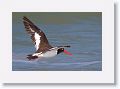 American Oystercatcher on North Beach