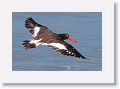 American Oystercatcher on North Beach