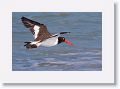 American Oystercatcher on North Beach
