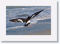 American Oystercatcher on North Beach