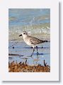 Golden Plover