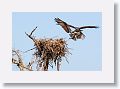 The nest is very low and offers a wonderful perspective in a natural setting