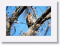 A Great Horned Owl adult near its nest along East Beach