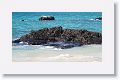 Sally Lightfoot Crabs