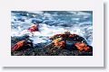 Sally Lightfoot Crabs