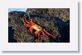 Sally Lightfoot Crab