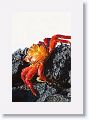 Sally Lightfoot Crab