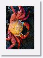 Sally Lightfoot Crab