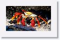 Sally Lightfoot Crab