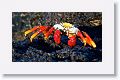 Sally Lightfoot Crab