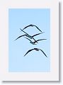 Blue-footed Boobies