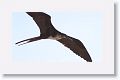 Magnificent Frigatebird, female