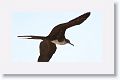 Magnificent Frigatebird, female