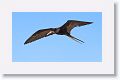 Magnificent Frigatebird, male