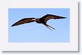 Magnificent Frigatebird, male