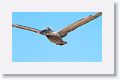 Brown Pelican