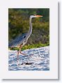 Great Blue Heron hunting in the sand for newly hatched sea turtles