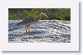 Great Blue Heron hunting in the sand for newly hatched sea turtles
