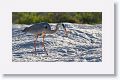 Great Blue Heron hunting in the sand for newly hatched sea turtles