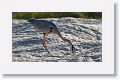 Great Blue Heron hunting in the sand for newly hatched sea turtles