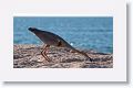 Great Blue Heron hunting in the sand for newly hatched sea turtles