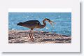Great Blue Heron hunting in the sand for newly hatched sea turtles