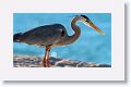 Great Blue Heron hunting in the sand for newly hatched sea turtles