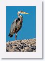 Great Blue Heron hunting in the sand for newly hatched sea turtles