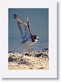Semipalmated Plover