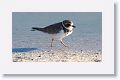 Semipalmated Plover