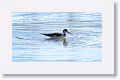 Black-necked Stilt