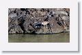 Wandering Tattler