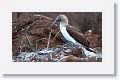 A dry landing starts our 1.2 mile hike with a view of a Blue-footed Booby performing a courting dance