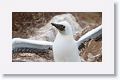 Blue-footed Booby chick