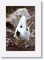 Blue-footed Booby chick