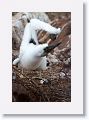 Blue-footed Booby chick